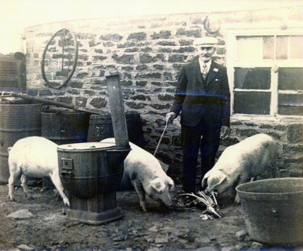 George Ward with his pigs at the back of the Fleur de Lys